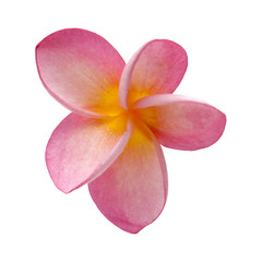 pink frangipani flower