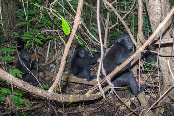 crested black macaque monkey in the forest