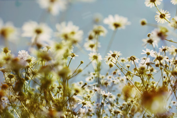 Chamomile daisy spring flowers in the field outdoor. Sky and sun glare on background. Medicinal plants, natural health and beauty
