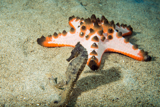 Black Sea Horse Hanging On Pink Sea Star