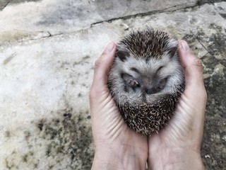 hedgehog  © pernilla11