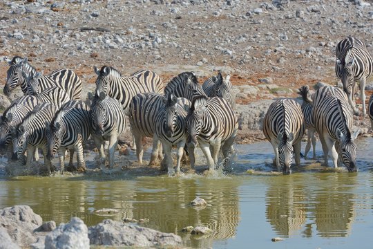 Steppenzebras (Equus Quagga) am Wasserloch im Etosha Nationalpark
