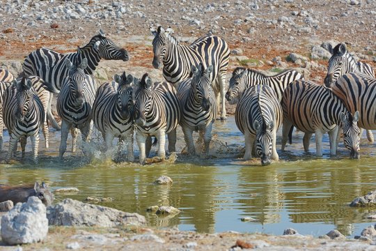 Steppenzebras (Equus Quagga) am Wasserloch im Etosha Nationalpark