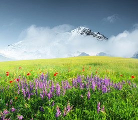 Fototapety  Pole z kwiatami w górskiej dolinie. Naturalny krajobraz lato.