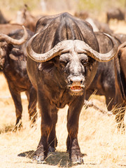 African buffalo front view