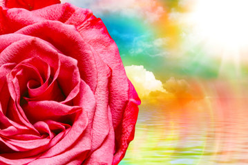 Obraz na płótnie Canvas Rose flower close up