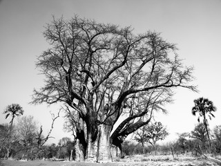 Big baobab tree