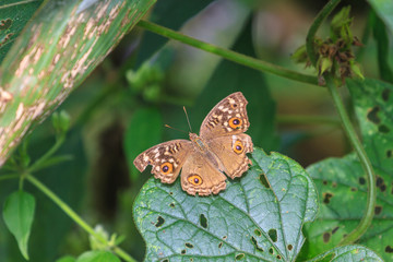 Beautiful Butterfly in forest