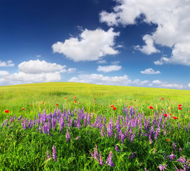 Obraz premium Field with flowers in mountain valley. Natural summer landscape.