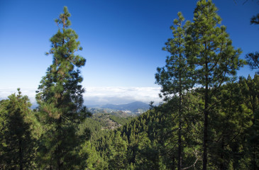 Fototapeta na wymiar Inland Central Gran Canaria, Las Cumbres, the highest areas of t