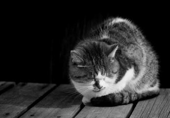 Sleepy chubby pussy cat lied on the wooden ground black and whit