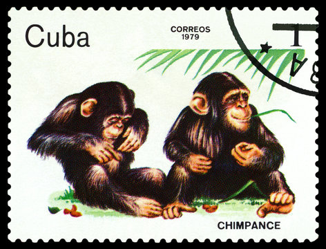 Stamp. Shimpanzees.