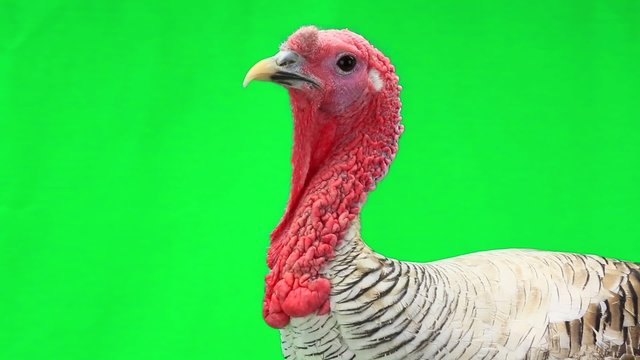 Turkey  isolated  on a green screen