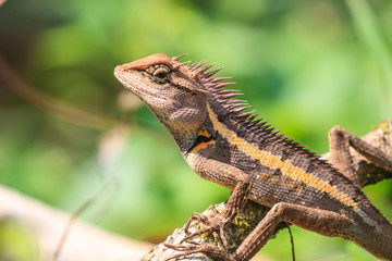 Green crested lizard