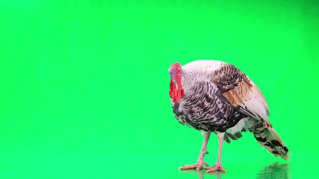 Turkey  isolated  on a green screen