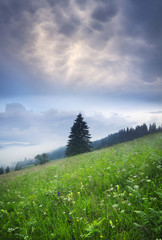 Tree on the mountain field and dark sky. Beautiful natural landscape