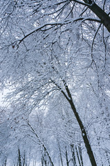 Fabulous winter background with tree branches