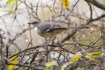Northen Mockingbird( Mimus polyglottos)