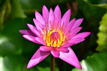 Pink Lotus Bloom recently.