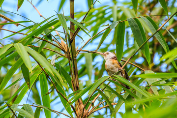 white-hooded Babbler bird