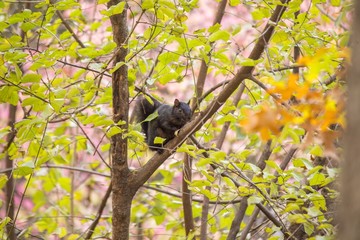 Black squirrel