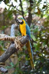 Colorful Parrot on a branch