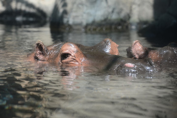 Hippopotsmus swiming