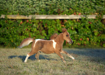 Miniature horse in summer evening farm