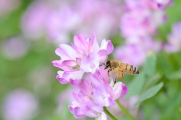 レンゲの花とミツバチ