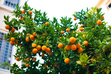 tangerine tree with green leaves