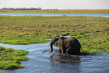 沼を歩くアフリカ象