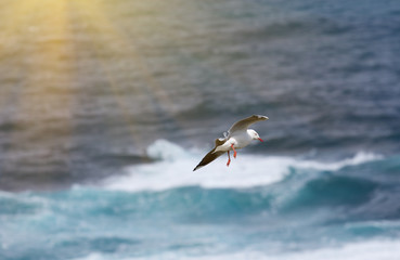 Seagull flying above the ocean