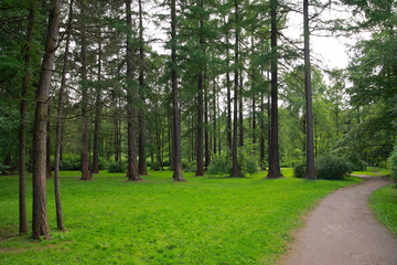 Obraz premium Pine trees