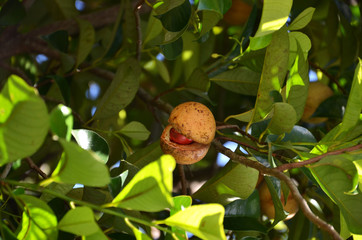 Colorful photo of Nutmeg fruit on the tree