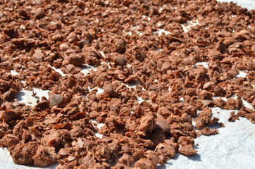 Nutmeg dry by the sun