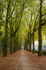 A tree archway in brussels in autumn