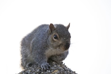 Grey Squirrel (Sciurus carolinensis)