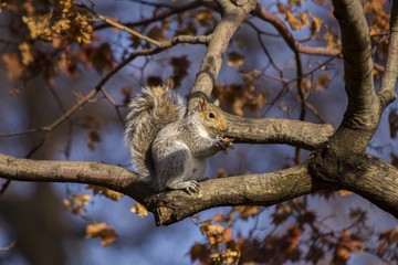 Grey Squirrel (Sciurus carolinensis)