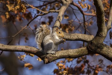 Naklejka na ściany i meble Grey Squirrel (Sciurus carolinensis)