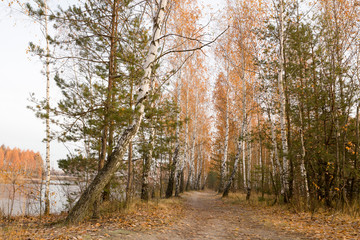 red birch trees at the lake in the ice