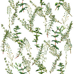 Scattered herbs. Handmade isolated watercolor floral seamless pattern on white background. Fabric texture. Herbs vintage design.