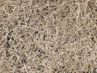 hay dry grass background