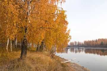 red birch trees at the lake in the ice