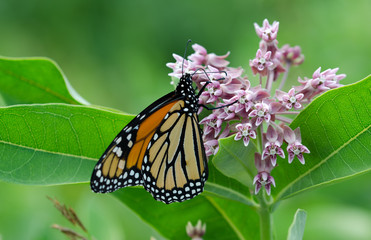 Monarch Butterfly on Milkweed blloom.