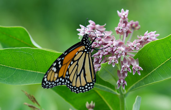 Monarch Butterfly On Milkweed Blloom.