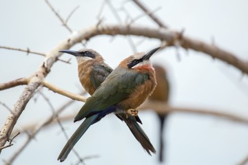 Fototapeta premium White Fronted Bee Eater