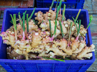 Fresh Ginger in the market