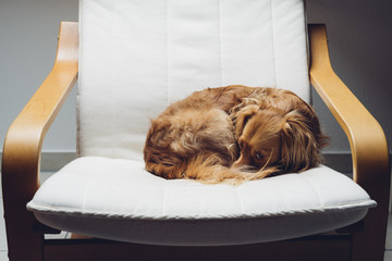 Spaniel Mischlingshund  ruht entspannt auf weißem Freischwinger-Sessel