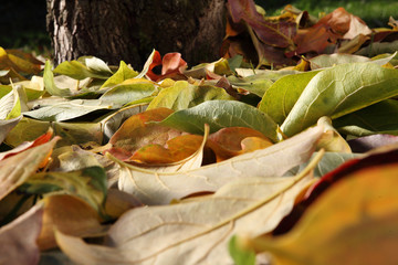 Colorful and bright background made of fallen autumn leaves