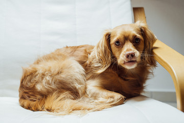 Spaniel Mischlingshund  ruht entspannt auf weißem Freischwinger-Sessel